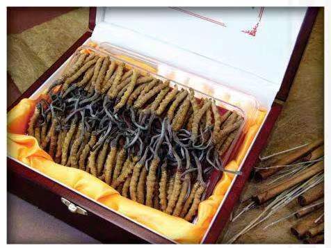 将乐冬虫夏草回收